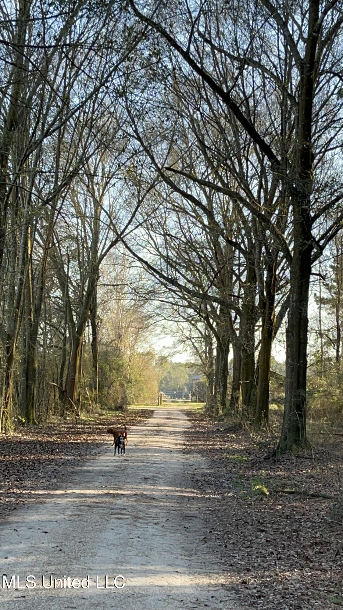 130 Lower Ovett Road Ovett, MS 39464 - Photo 3 of 25 IMG_3806