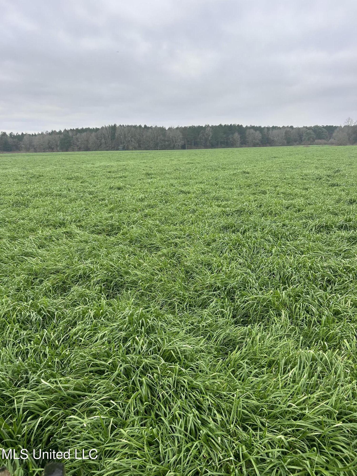 130 Lower Ovett Road Ovett, MS 39464 - Photo 6 of 25 IMG_3791