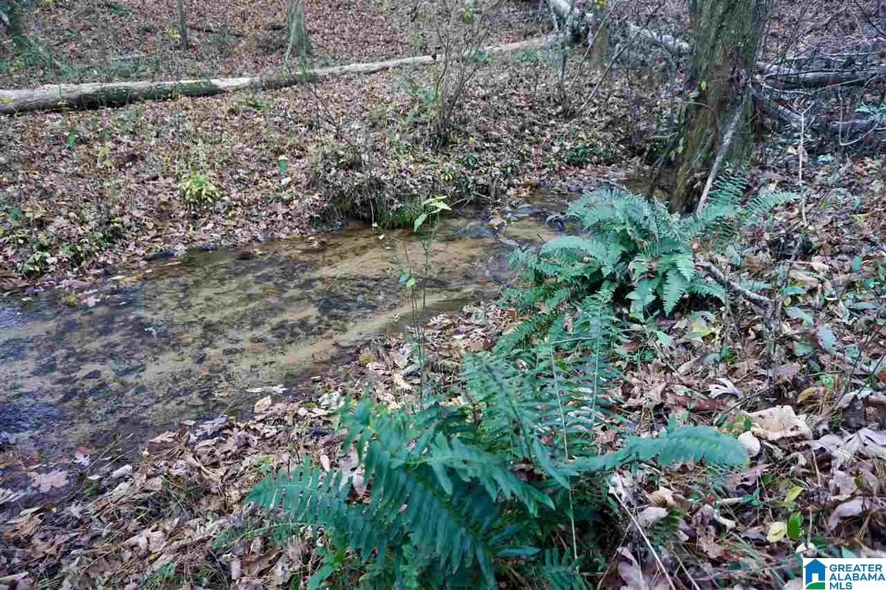 0 Whites Gap Road Jacksonville, AL 36265 - Photo 9 of 31