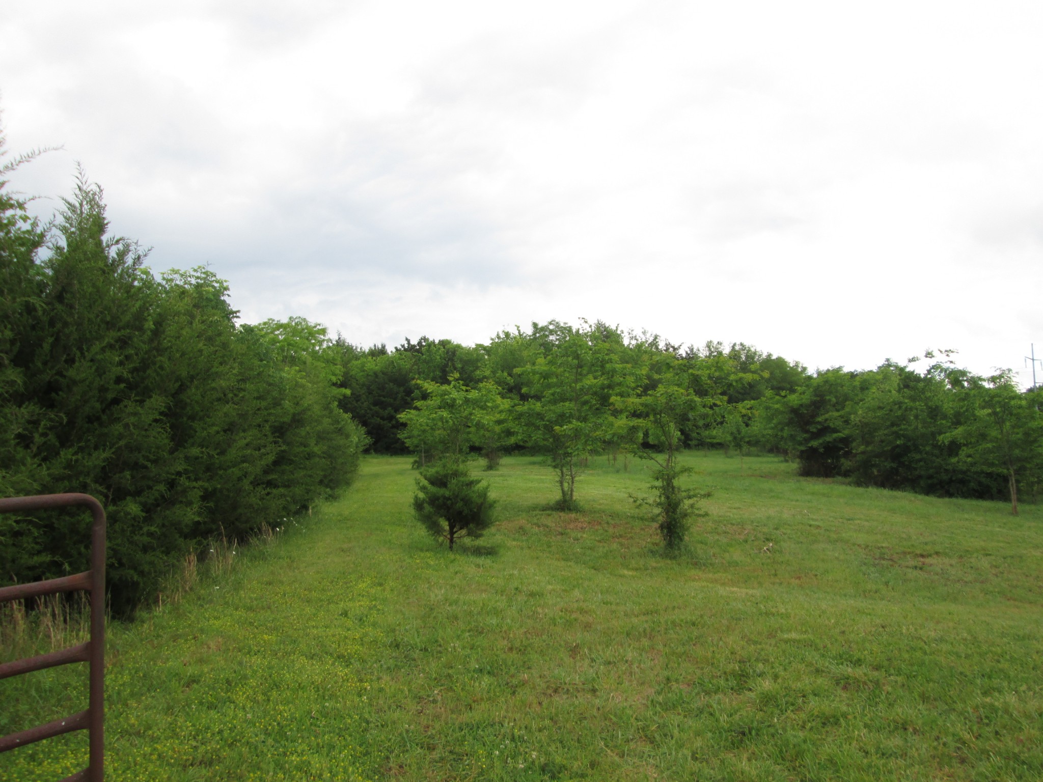 6 Roberts Road Watertown, TN 37184 - Photo 3 of 16 a view of a lush green forest with lots of trees