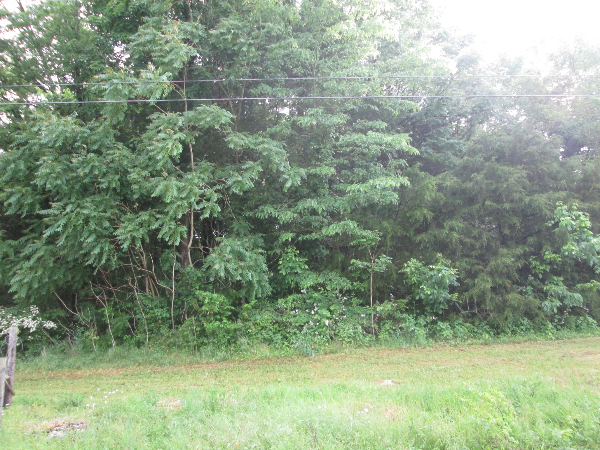 6 Roberts Road Watertown, TN 37184 - Photo 4 of 16 a view of a yard with a tree