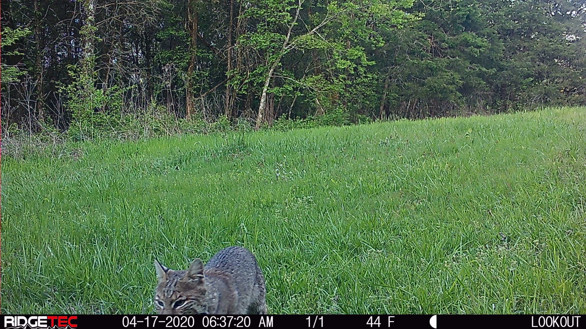 6 Roberts Road Watertown, TN 37184 - Photo 8 of 16 a view of a backyard