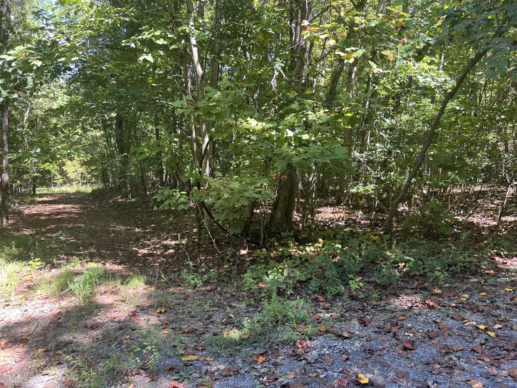 0 Lower River Road Decatur, TN 37322 - Photo 3 of 8