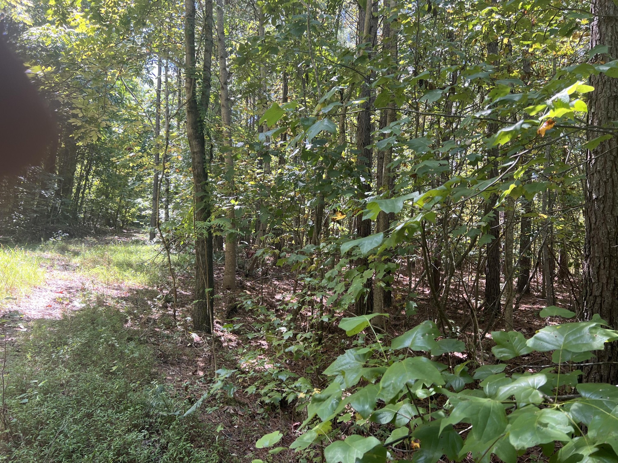 0 Lower River Road Decatur, TN 37322 - Photo 4 of 8