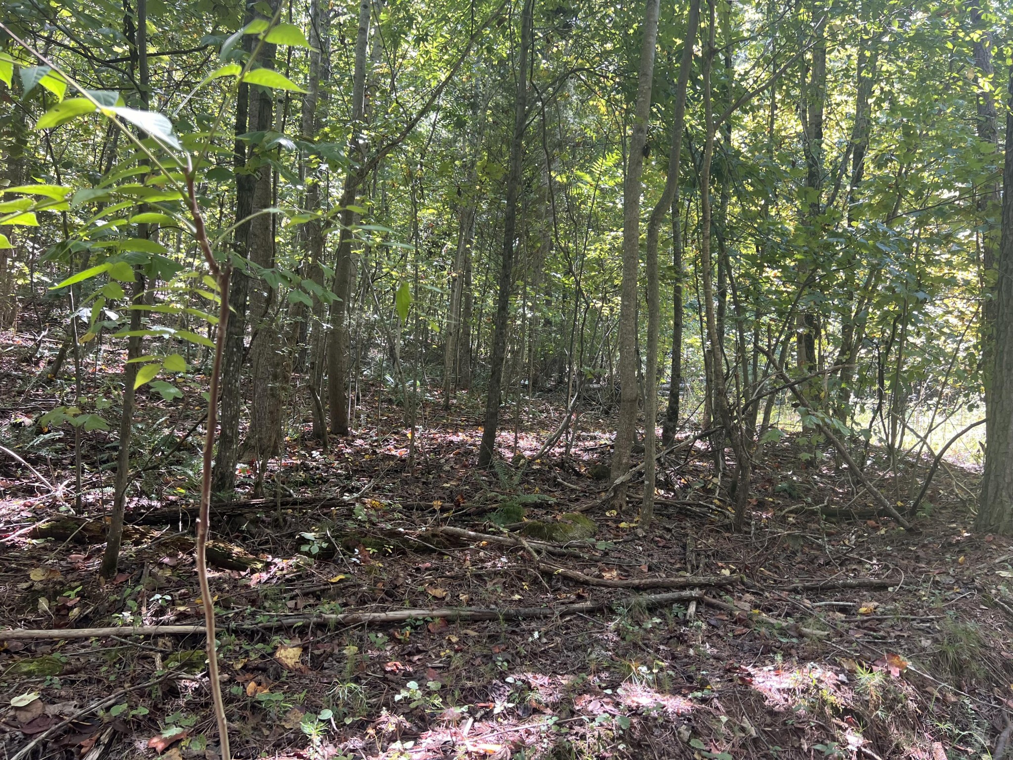 0 Lower River Road Decatur, TN 37322 - Photo 6 of 8