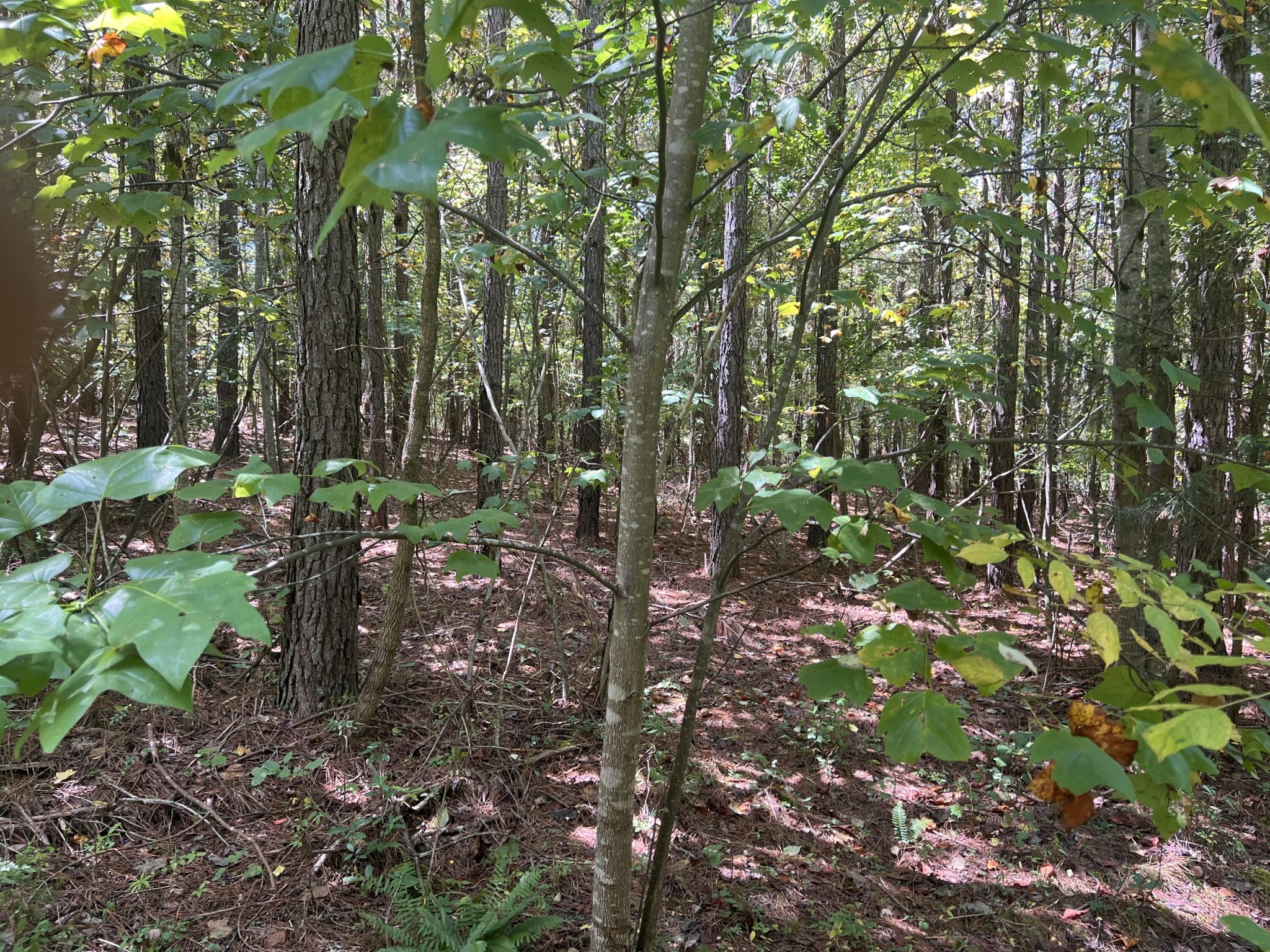 0 Lower River Road Decatur, TN 37322 - Photo 7 of 8