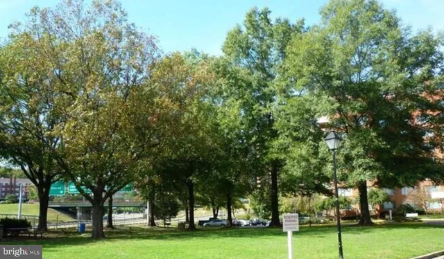 a big yard with lots of trees