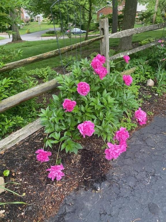 463 Inwood Road Pittsburgh, PA 15237 - Photo 42 of 47 a view of a flower with flower