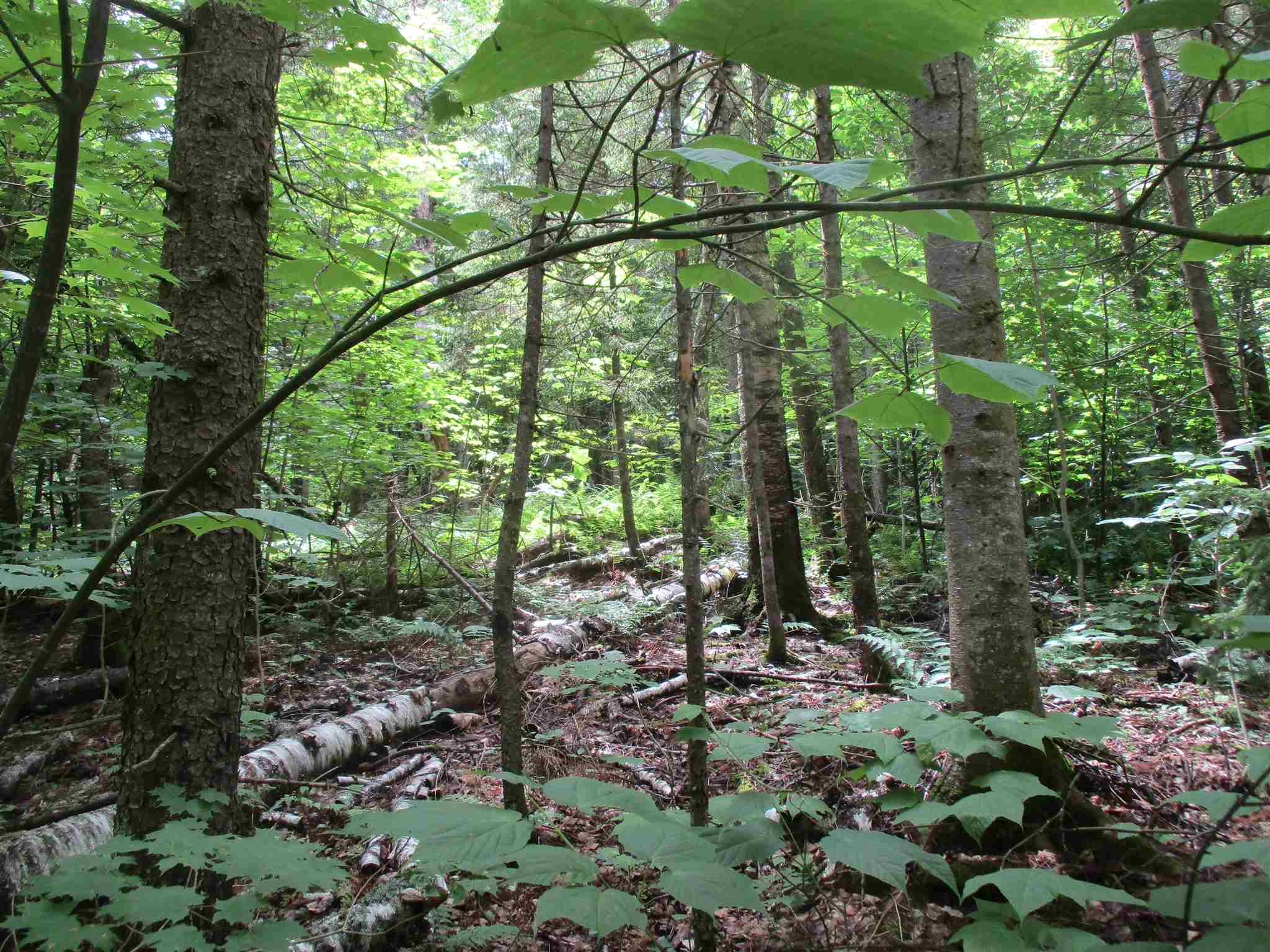 0 Walker Road Braintree, VT 05060 - Photo 4 of 10