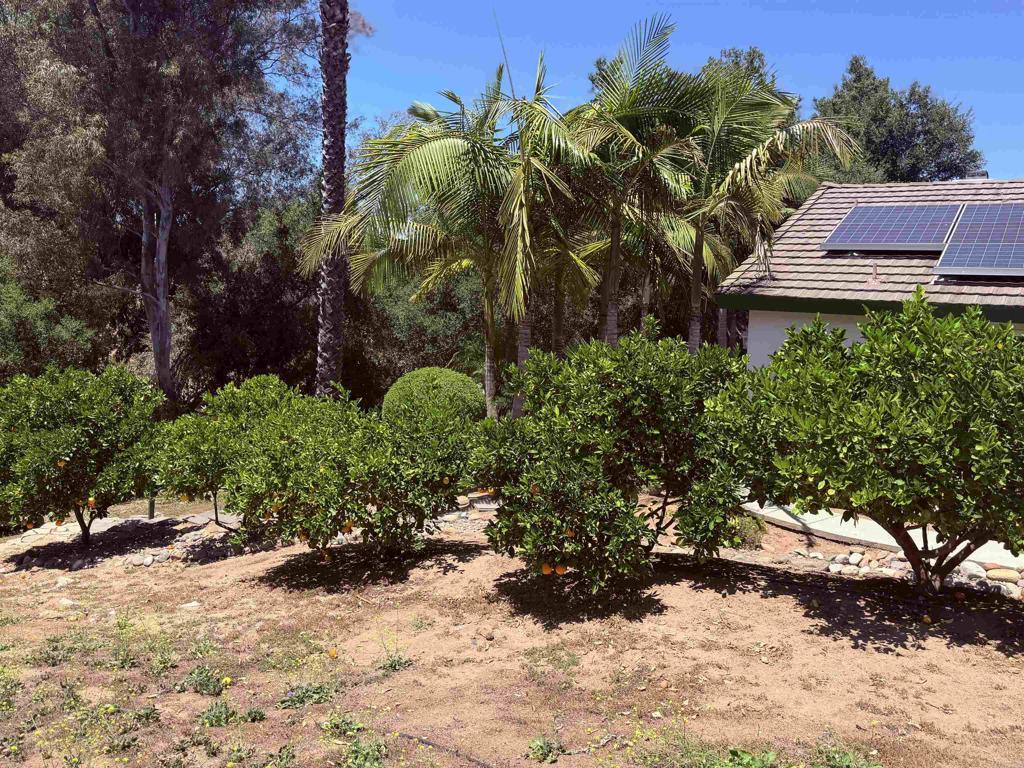 524 Rosvall Drive Fallbrook, CA 92028 - Photo 19 of 77 Orchard with Fig Apple Orange Lemon Lime and Avoca