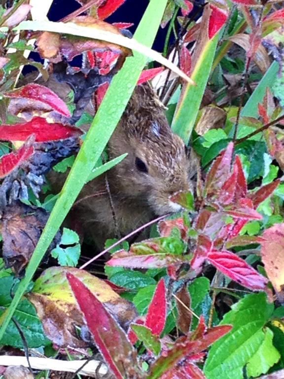171 Little River Road Berwick, ME 03901 - Photo 16 of 35 Rabbit amongst the foliage.