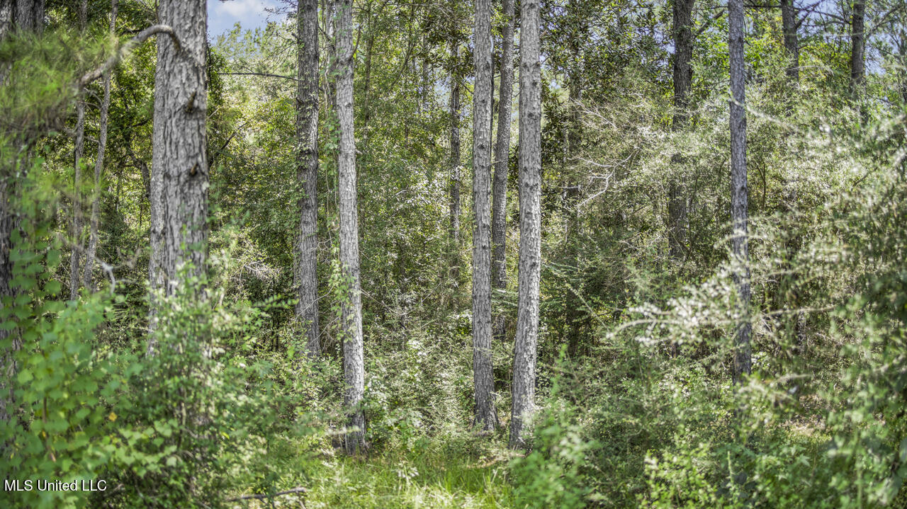 3088 Terrys Creek Road Magnolia, MS 39652 - Photo 45 of 64 570A1891