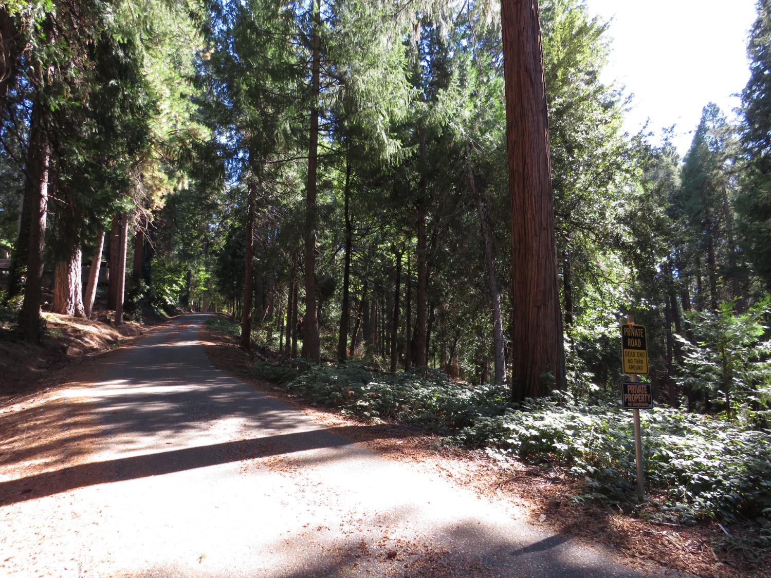 172 Sylvan Road Colfax, CA 95713 - Photo 19 of 19 a view of a yard with plants and trees