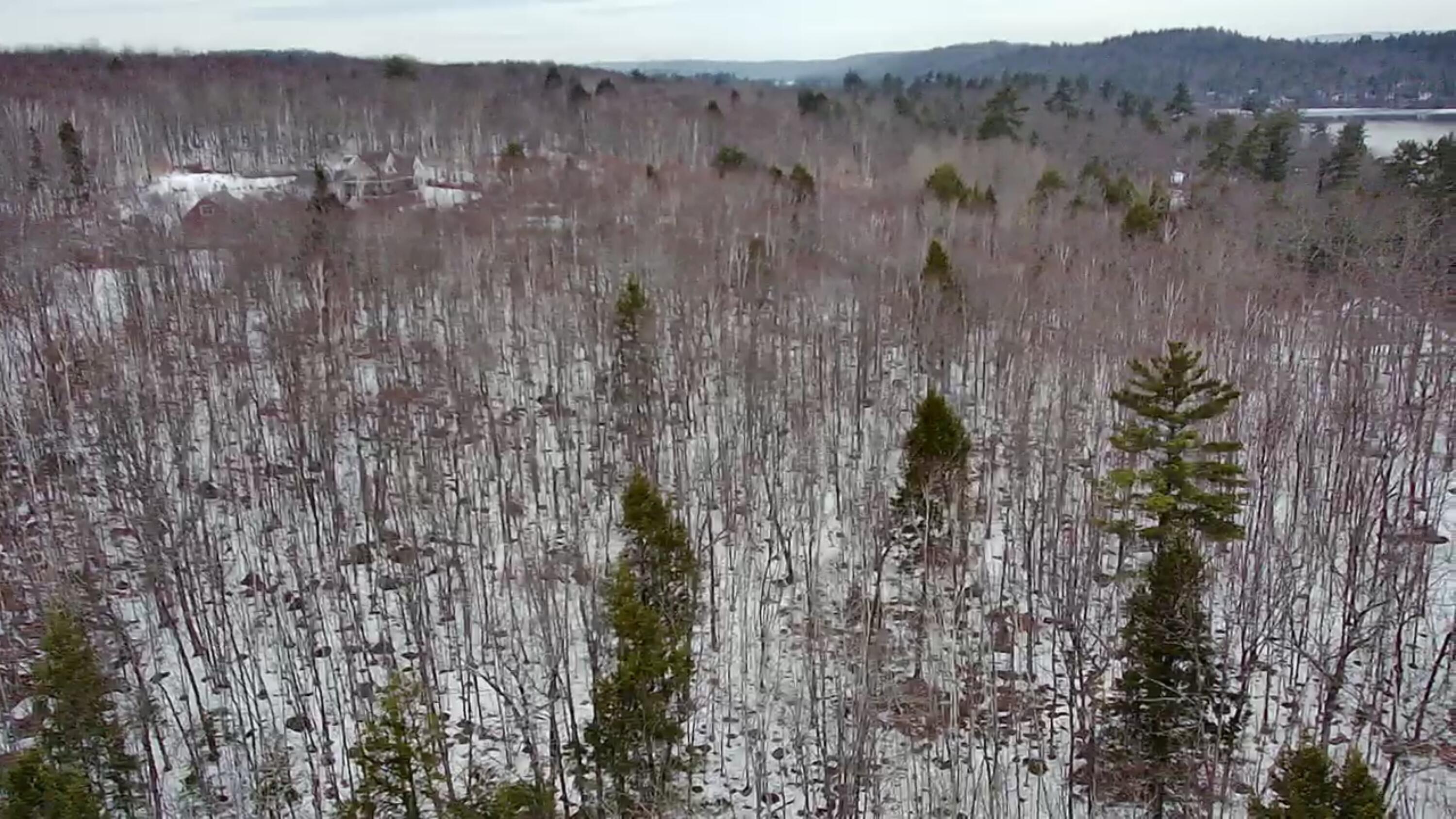 Lot 13-1 Taralaine Road Sebago, ME 04029 - Photo 29 of 51 IMG_7431