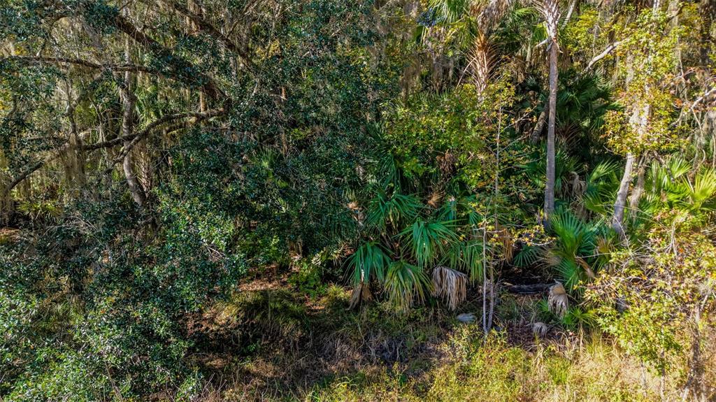 Off 212th Lane Hawthorne, FL 32640 - Photo 12 of 29 a view of a plant in a garden