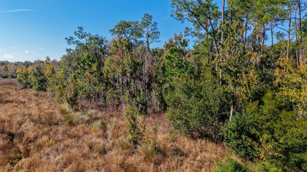 Off 212th Lane Hawthorne, FL 32640 - Photo 14 of 29 a view of a forest with a tree