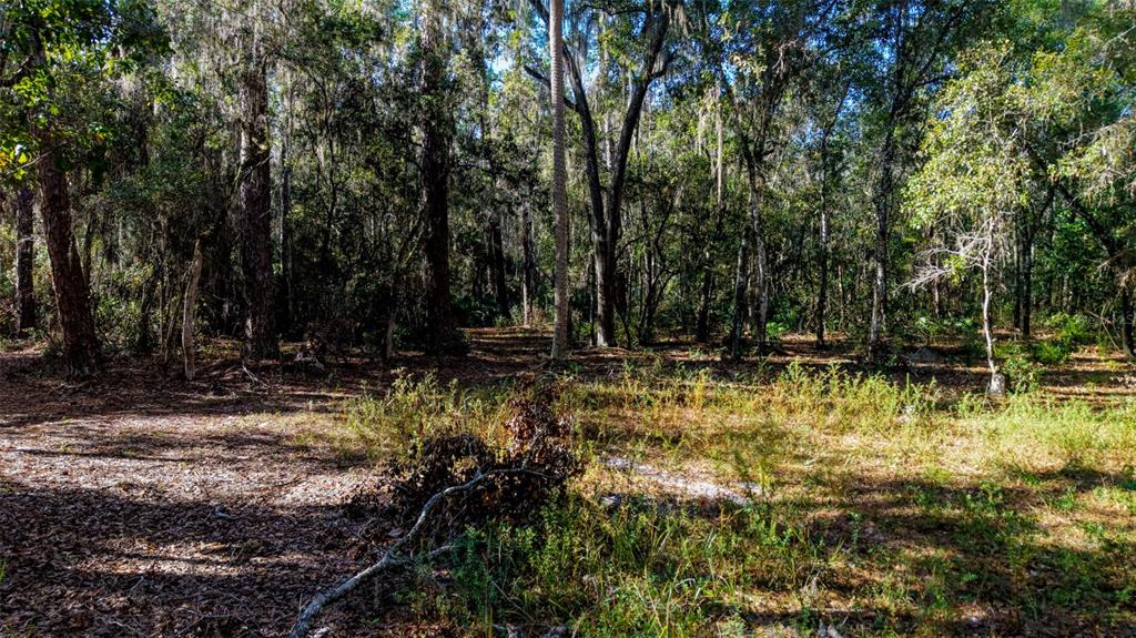 Off 212th Lane Hawthorne, FL 32640 - Photo 18 of 29 a view of swimming pool with trees