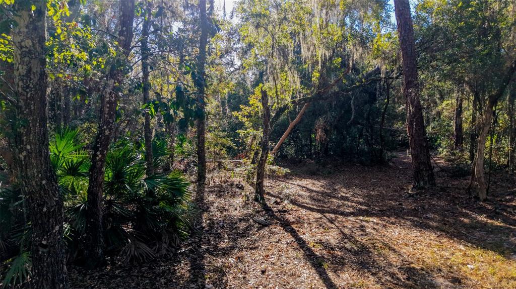 Off 212th Lane Hawthorne, FL 32640 - Photo 19 of 29 a backyard of a house with lots of green space