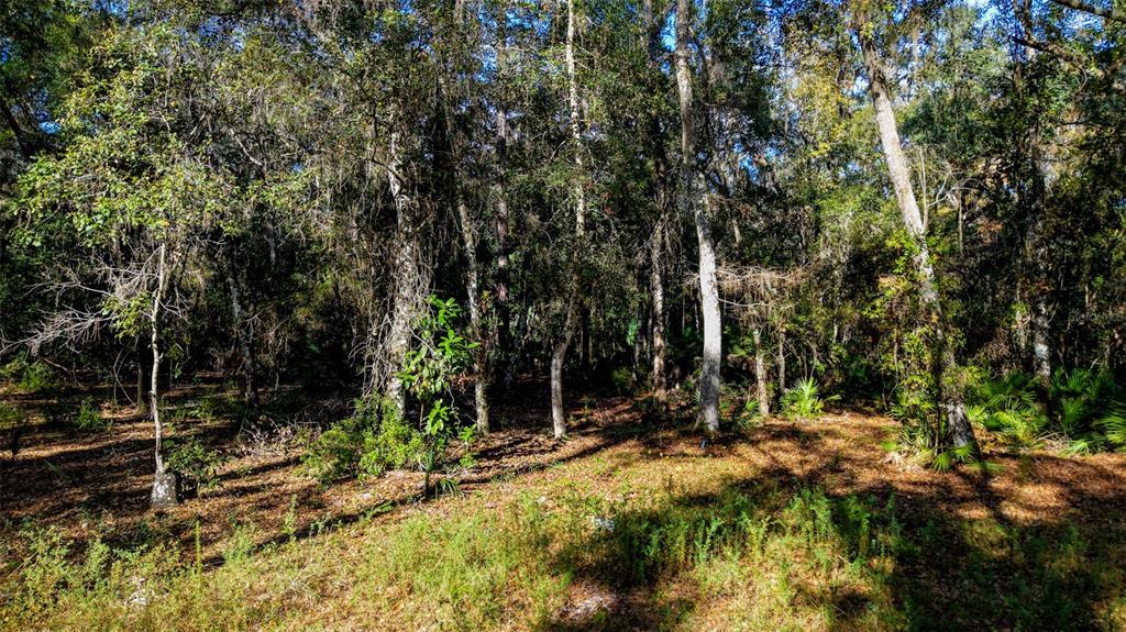 Off 212th Lane Hawthorne, FL 32640 - Photo 20 of 29 a view of outdoor space with trees