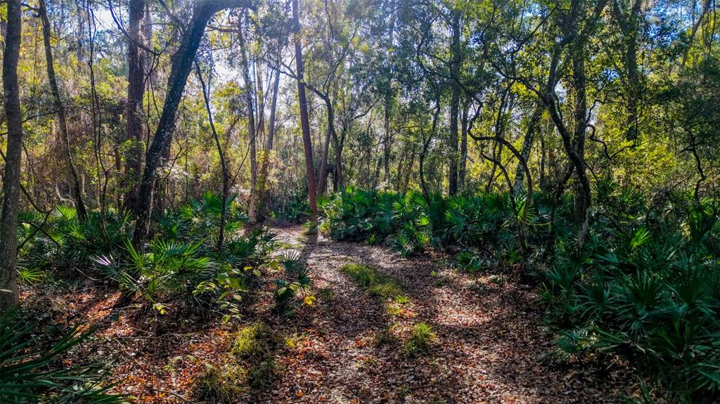 Off 212th Lane Hawthorne, FL 32640 - Photo 2 of 29 a view of forest