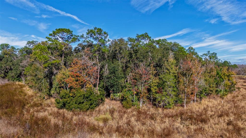 Off 212th Lane Hawthorne, FL 32640 - Photo 24 of 29 a view of a plant in a garden