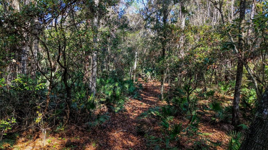 Off 212th Lane Hawthorne, FL 32640 - Photo 25 of 29 a view of a city with lush green forest