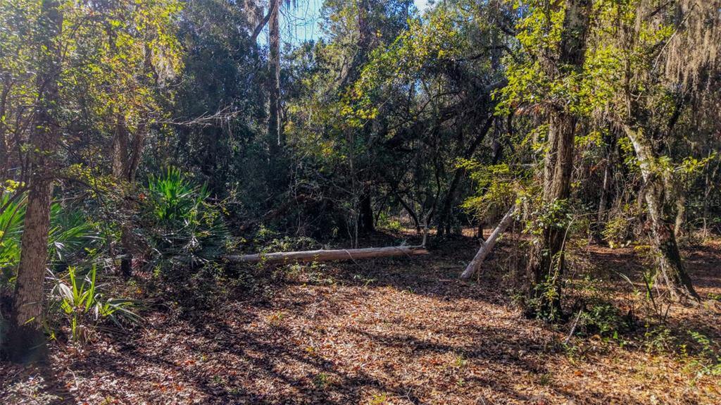 Off 212th Lane Hawthorne, FL 32640 - Photo 26 of 29 a view of backyard with green space