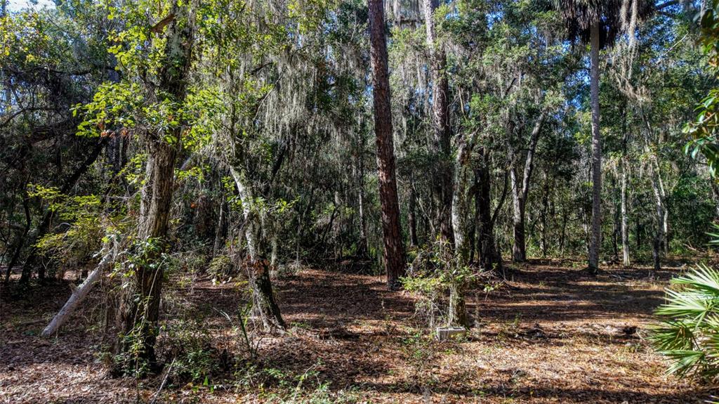 Off 212th Lane Hawthorne, FL 32640 - Photo 27 of 29 a view of yard