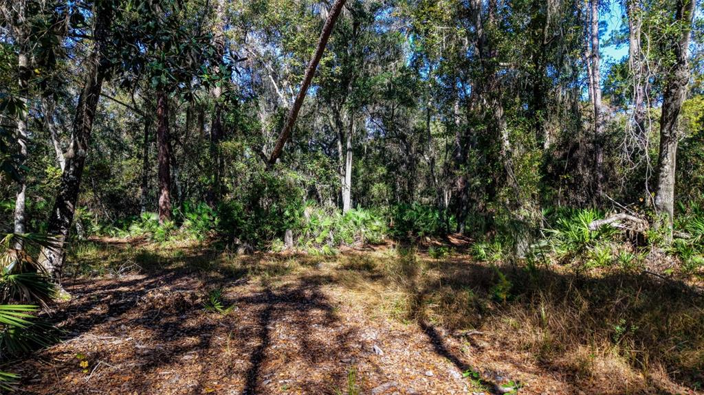 Off 212th Lane Hawthorne, FL 32640 - Photo 28 of 29 a view of a lake with lots of trees