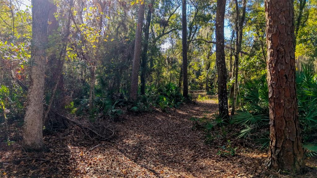 Off 212th Lane Hawthorne, FL 32640 - Photo 3 of 29 a view of a forest that has large trees