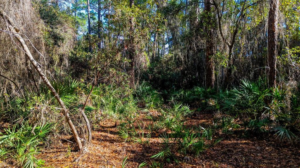 Off 212th Lane Hawthorne, FL 32640 - Photo 5 of 29 a view of a garden