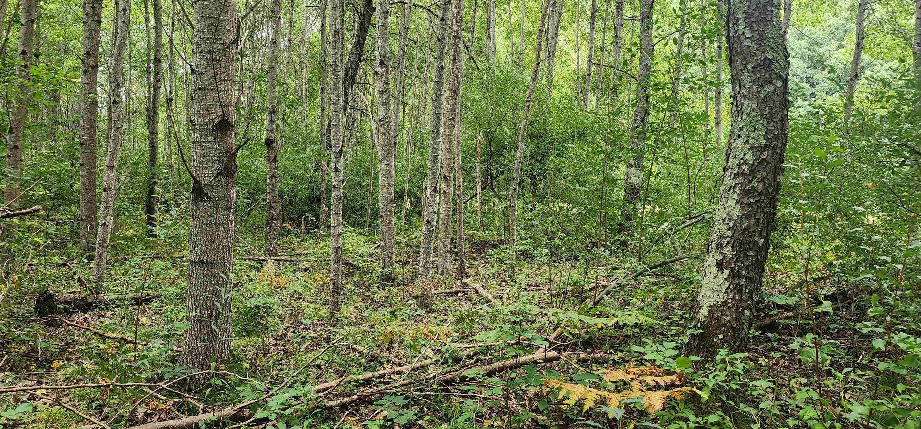Parcel C River Road Manistee, MI 49660 - Photo 3 of 12