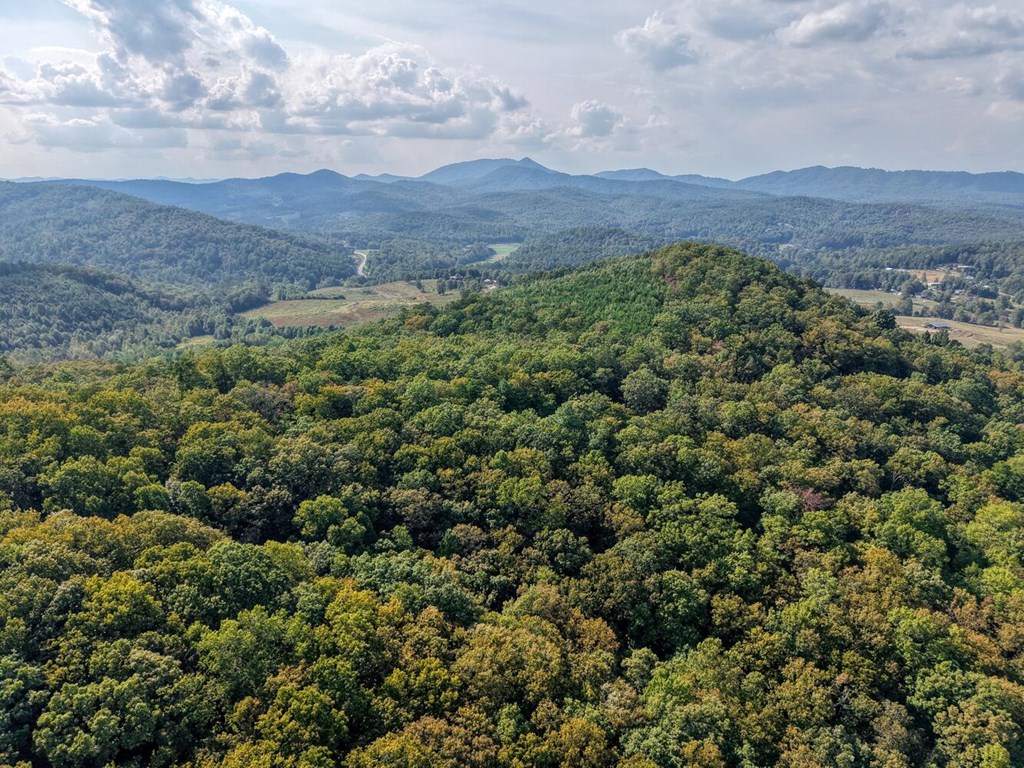 9.7-acres Winchester Creek Road Young Harris, GA 30582 - Photo 11 of 11 a view of a forest with mountains in the background