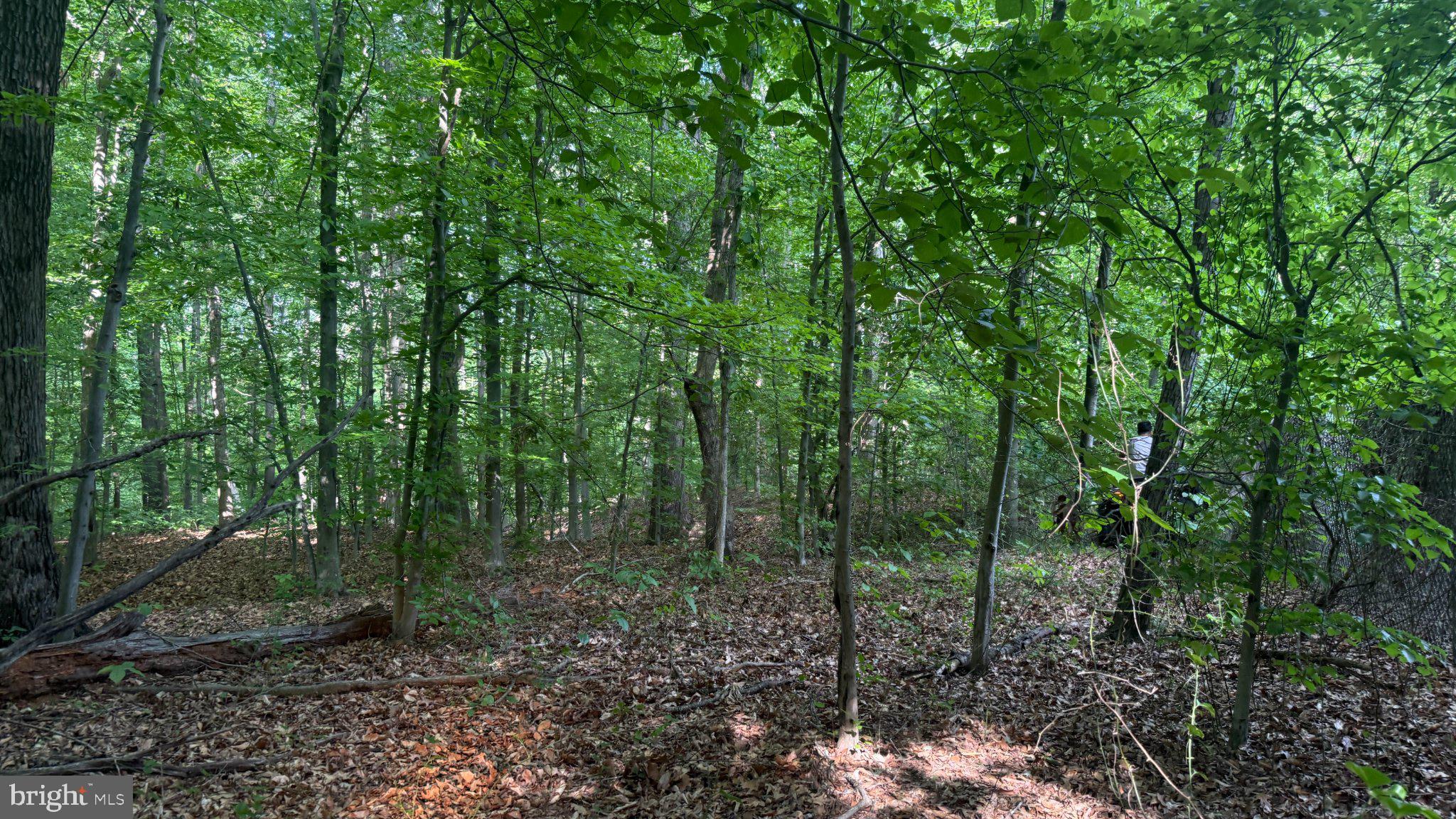 1377 Meyers Station Road Odenton, MD 21113 - Photo 13 of 17 Lush green forest inviting exploration.