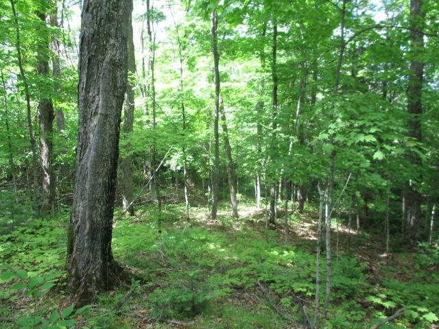 Lot 3 Fisher Lake Road East Mercer, WI 54547 - Photo 3 of 6 Gallery Image 3