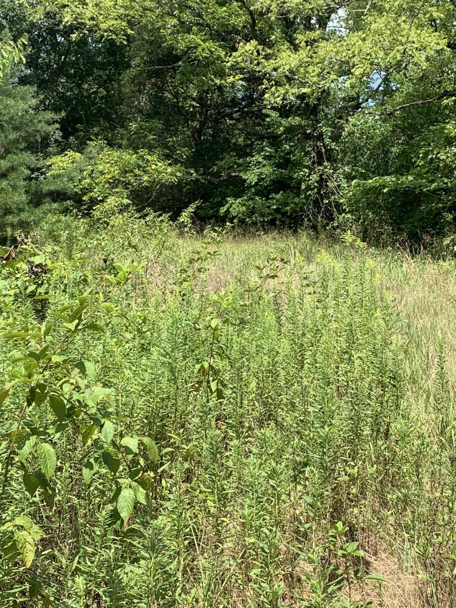 3426 Dulaney Road Mosheim, TN 37818 - Photo 10 of 18 IMG_4654
