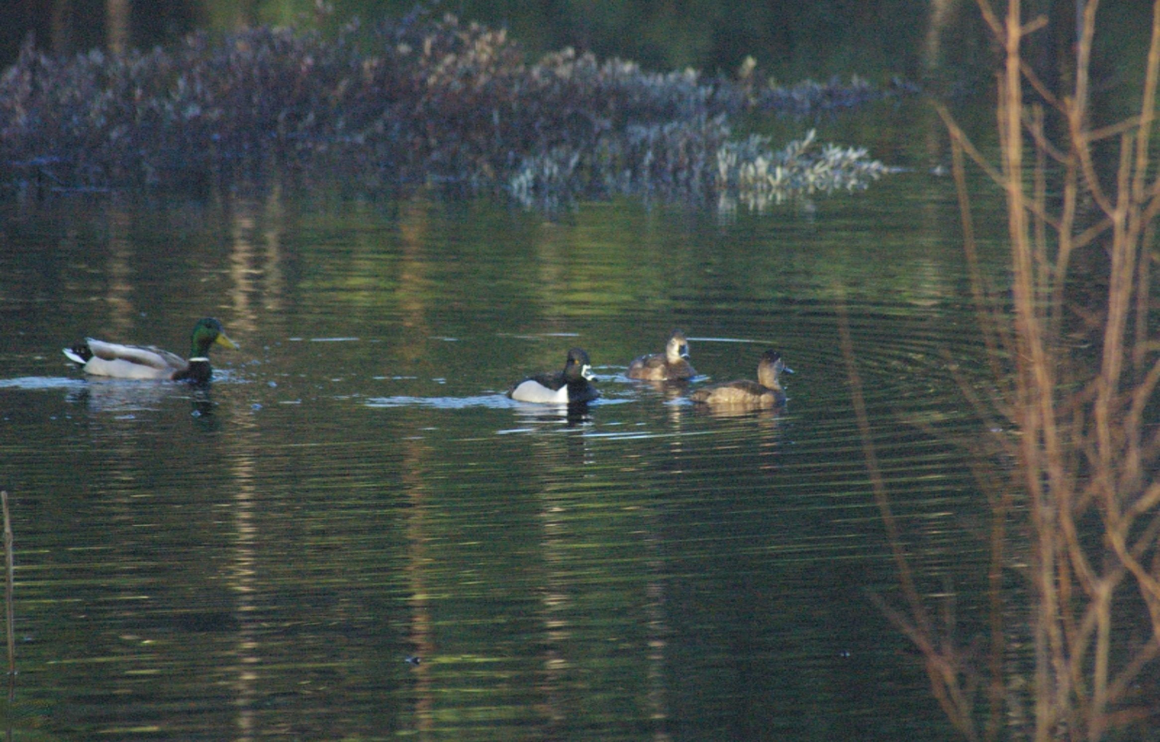 10873 North Hamilton Road Irons, MI 49644 - Photo 11 of 47 Ducks on Lake II