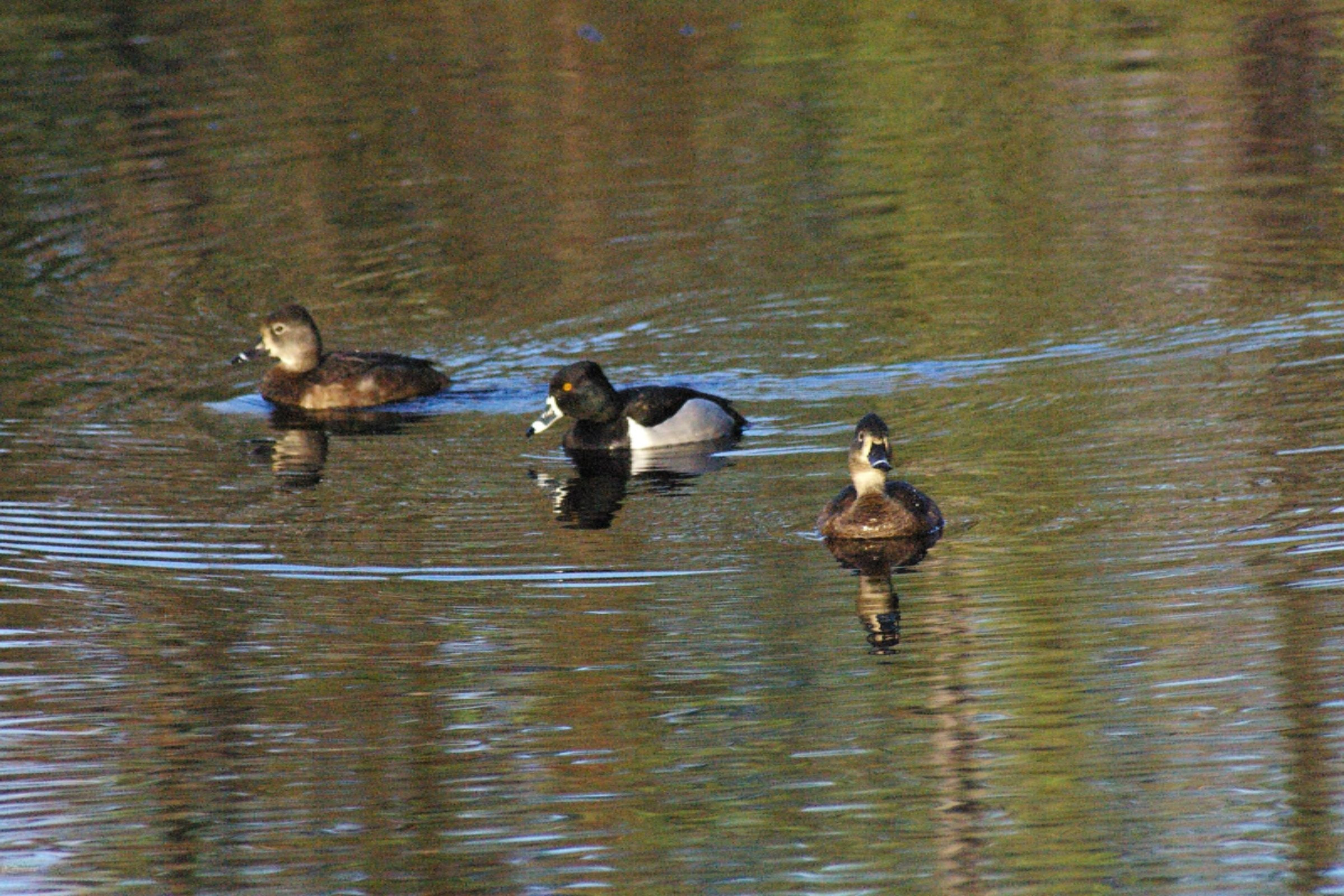 10873 North Hamilton Road Irons, MI 49644 - Photo 9 of 47 Ducks on lake