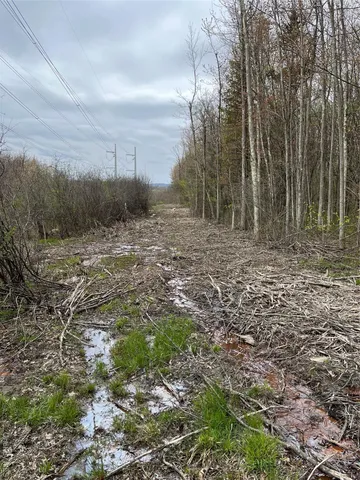 a view of a yard with trees in the background