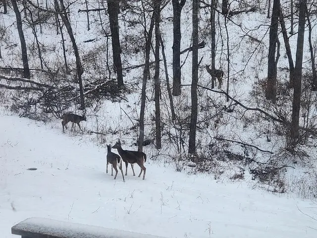 $599,000 | 28890 County 25 South, Peterson, MN 55962