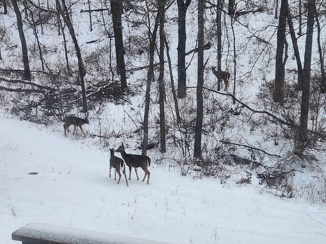 28890 County 25 South Peterson, MN 55962 - Photo 37 of 91 4 Doe in Back Yard Winter 1-3-26