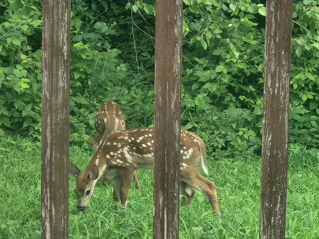 $599,000 | 28890 County 25 South, Peterson, MN 55962