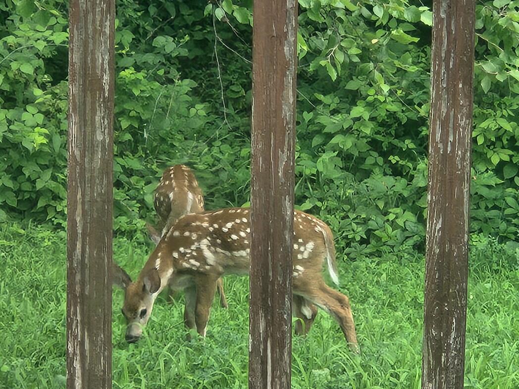 28890 County 25 South Peterson, MN 55962 - Photo 44 of 91 from the deck 2