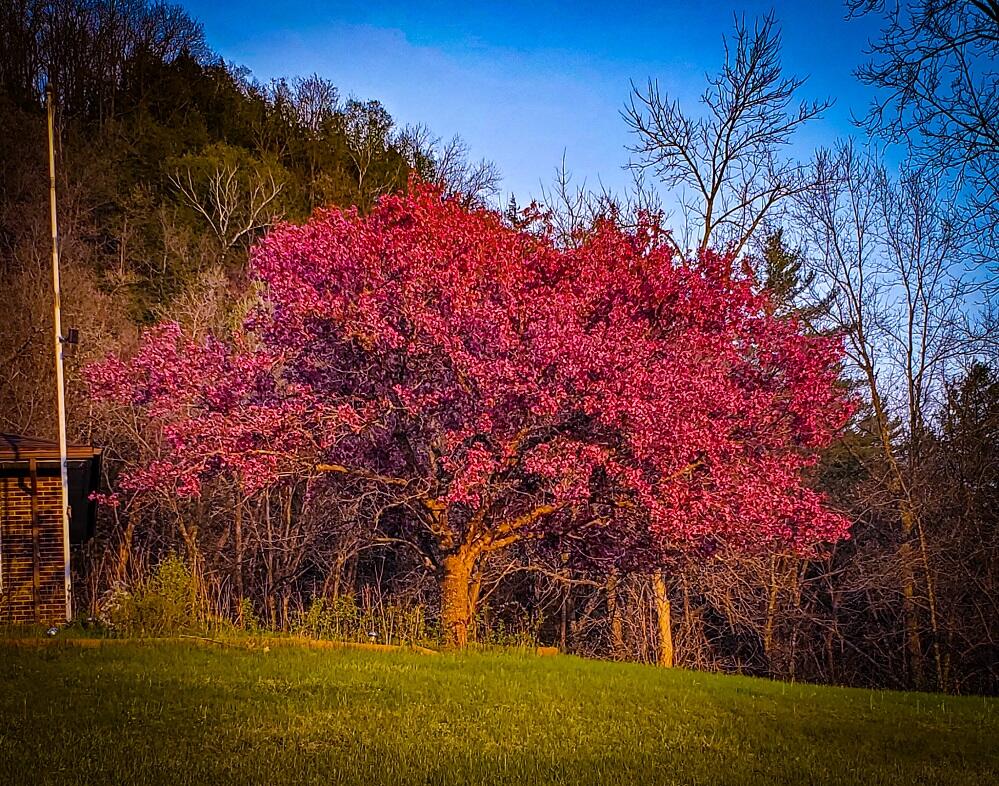 28890 County 25 South Peterson, MN 55962 - Photo 82 of 91 Pink Blooming Tree 5-3-21