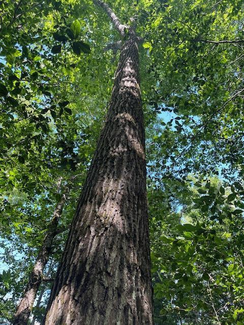 173 Island Way Carmel, ME 04419 - Photo 6 of 13 IMG_4671