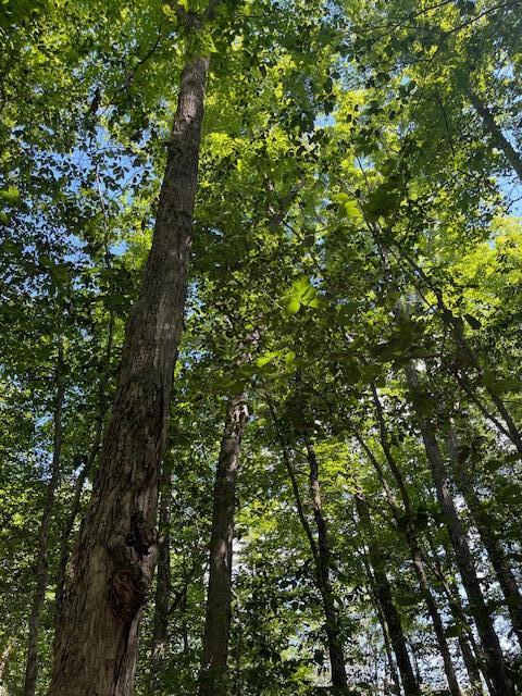 173 Island Way Carmel, ME 04419 - Photo 9 of 13 IMG_4669