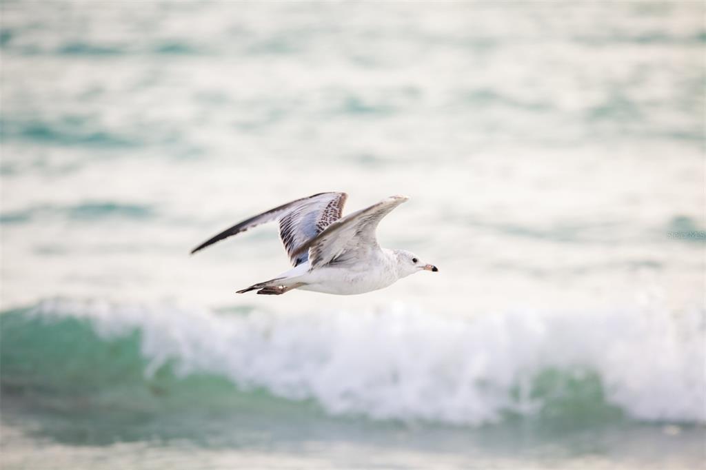 8770 Midnight Pass Road, Unit 302B Sarasota, FL 34242 - Photo 67 of 75