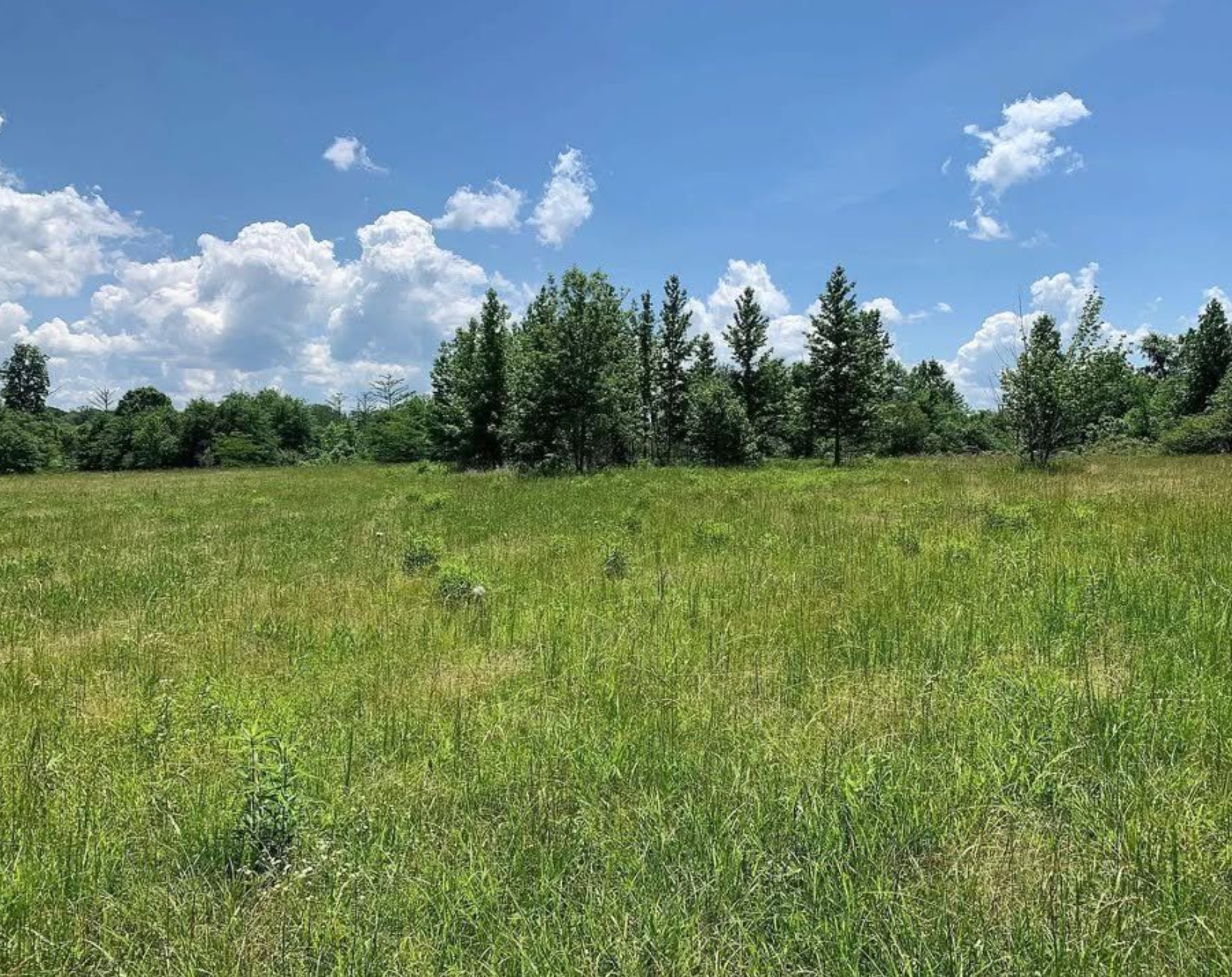 0 Pea Vine Road Middleton, TN 38052 - Photo 4 of 8