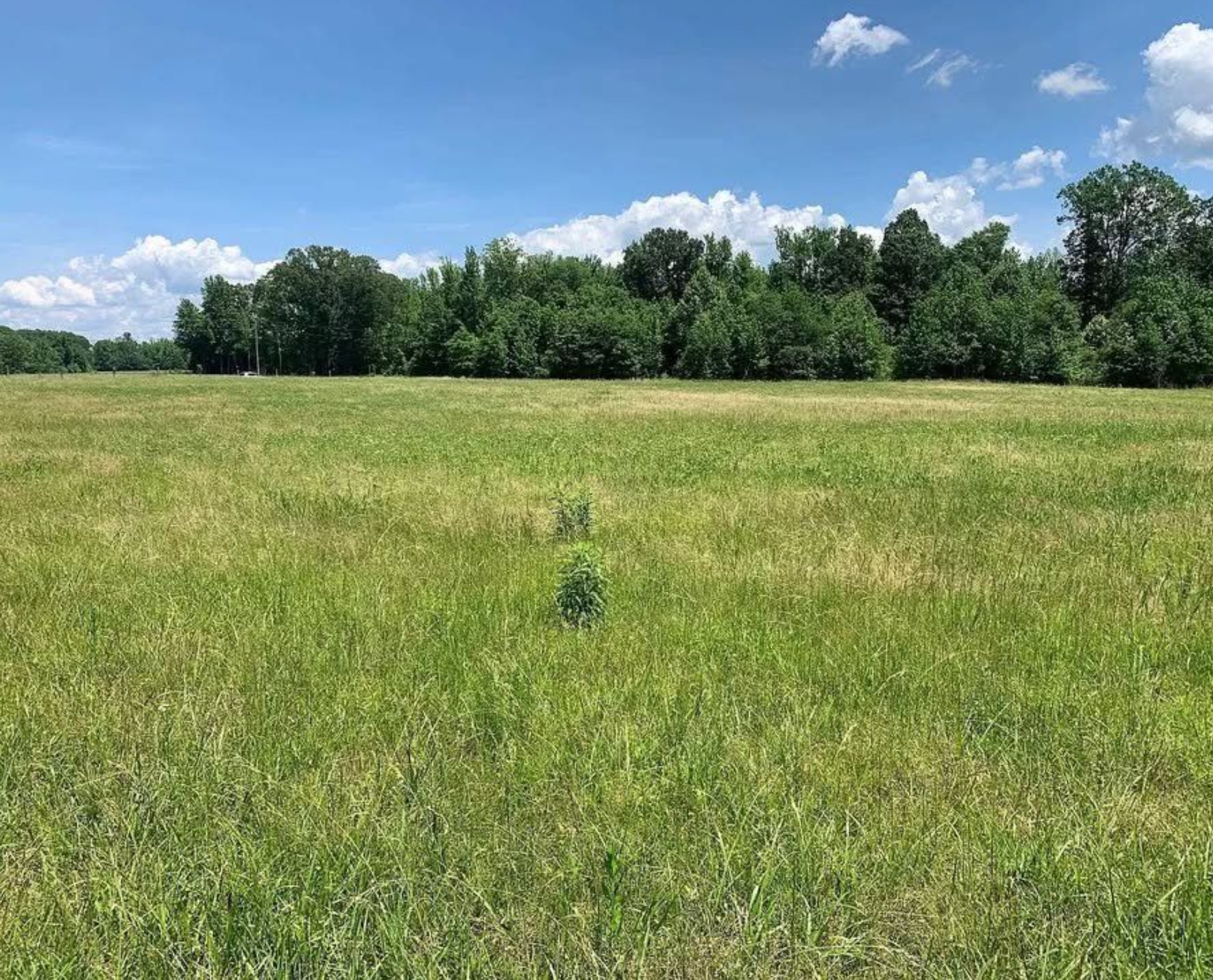 0 Pea Vine Road Middleton, TN 38052 - Photo 5 of 8