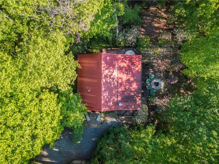 a view of a forest with a tree